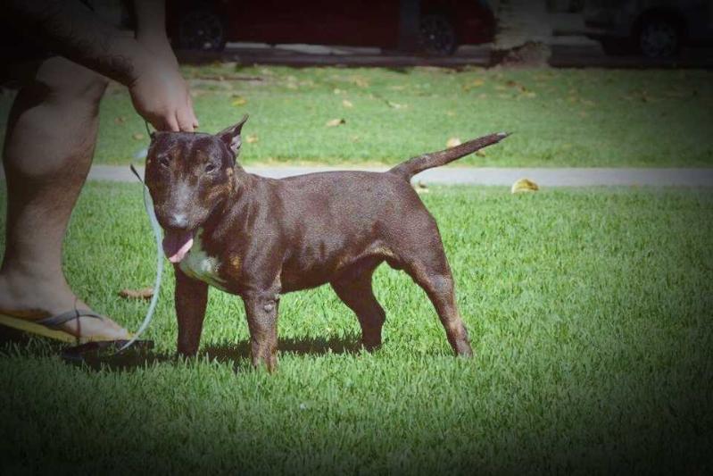 Tito | Miniature Bull Terrier 