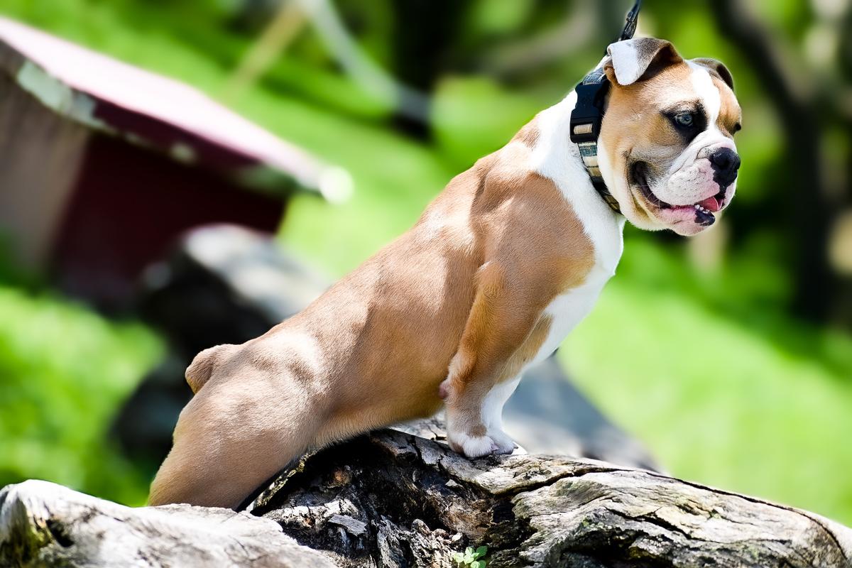 Munchkinland’s Remi | Olde English Bulldogge 