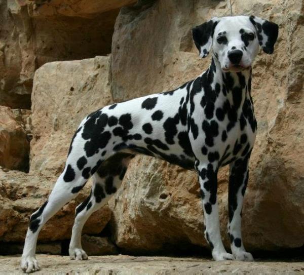 Black Diamond Front Runner | Dalmatian 