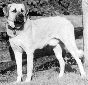 Birinci's Barabas | Anatolian Shepherd Dog 