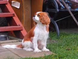 CIRI z Klanu Zlosnicy | Cavalier King Charles Spaniel 