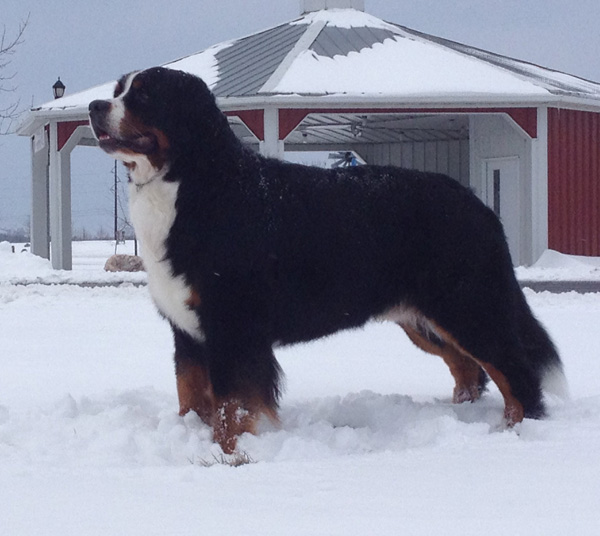 Adesa's Spin The Bottle | Bernese Mountain Dog 