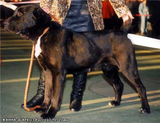 ZHANNA DARK IZ RUSSKOI LEGENDI | Central Asian Shepherd Dog 