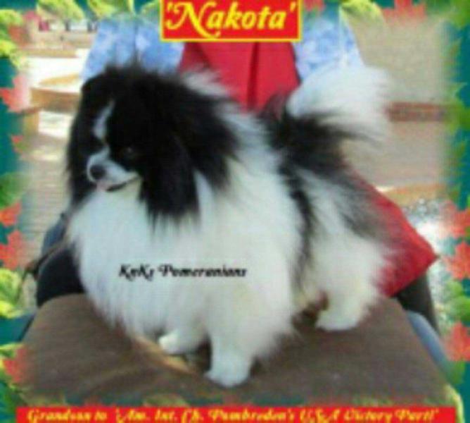 K N K's Nakota O' Pombreden | Pomeranian 