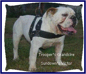 Sundown Victor | Olde English Bulldogge 