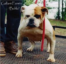 Gallant's Beula Beula | Olde English Bulldogge 