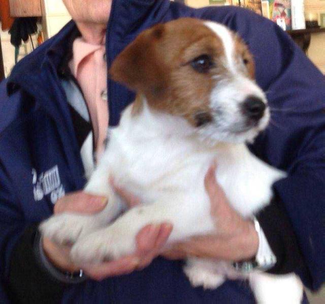 Dado ( Pretorium Go Ahead X Lantaka Beta ) | Jack Russell Terrier 