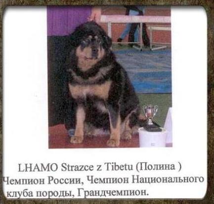 LHAMO STRAZCE Z TIBETU | Tibetan Mastiff 