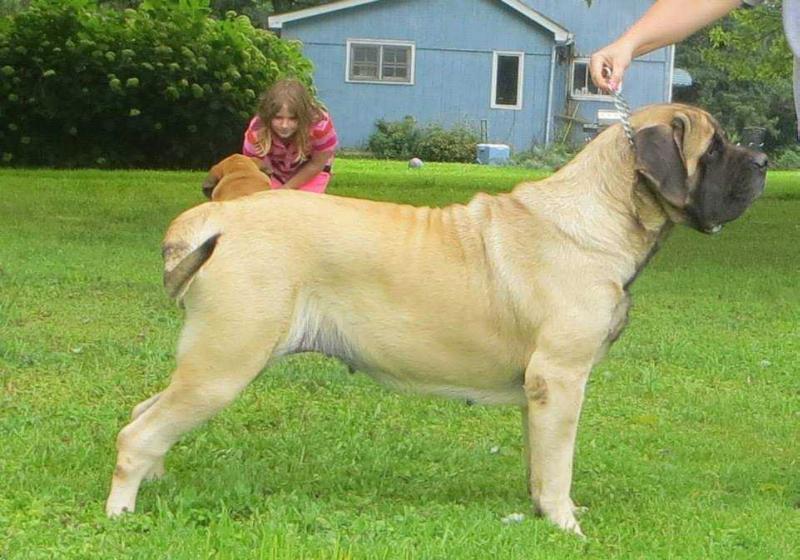 Devincourt's Million Dollar Baby Maggie | Mastiff 