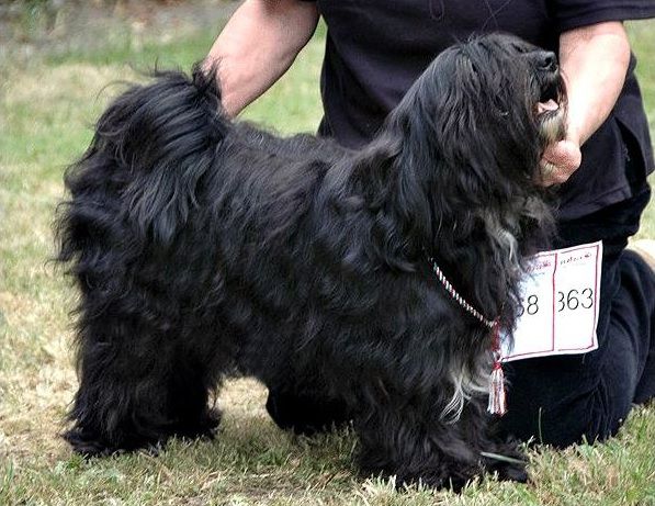 Rozsdas Halasz Zsisko | Tibetan Terrier 