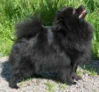 Viliten's Dianna | German Spitz 