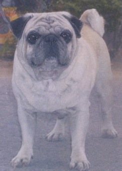 Kamalka's Charlie of Malikville | Pug 