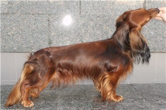 Kondolizza Rais | Dachshund 