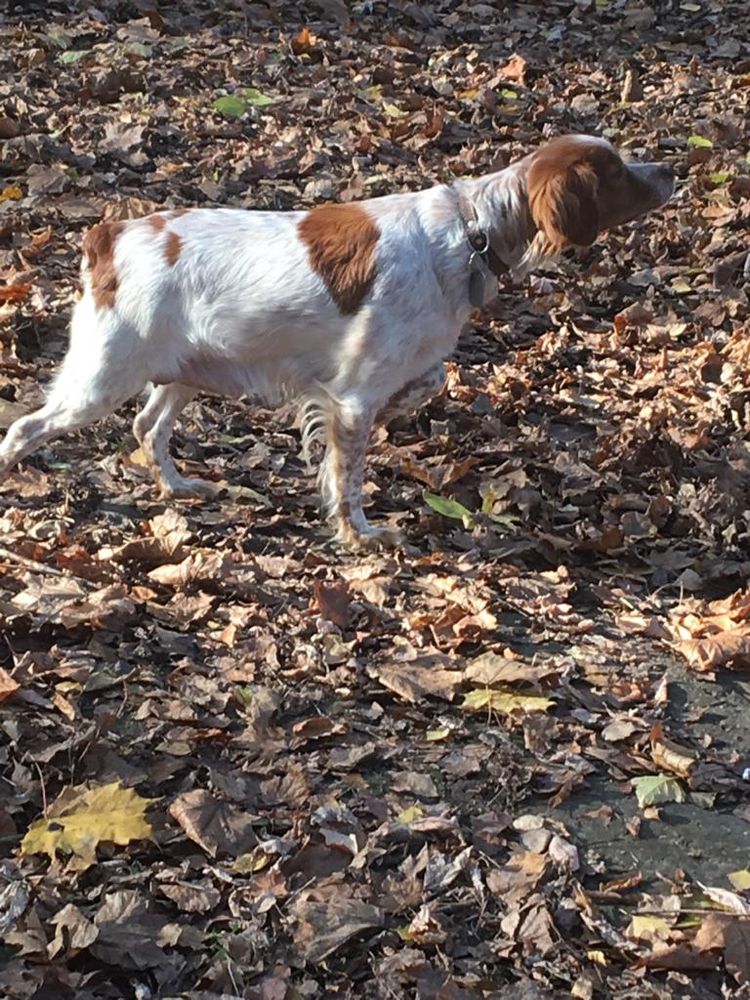Kozhaniy Nos ZULEIKA | Brittany 