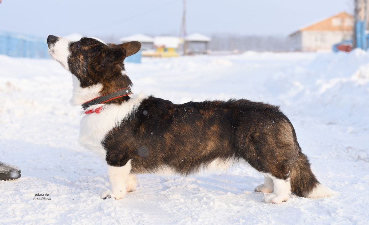 Volga Winner Bethoven | Cardigan Welsh Corgi 