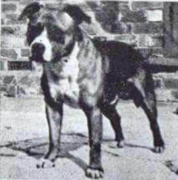 Bwana Bulawayo | Staffordshire Bull Terrier 