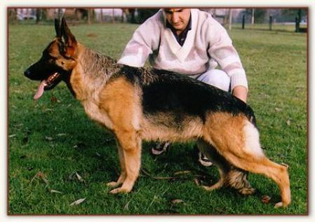 Ussi von der Wienerau | German Shepherd Dog 