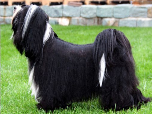 ADOMINOS TO-JO`S APEEL AT DOGS WISDOM | Tibetan Terrier 