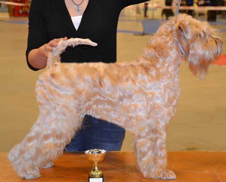 Hübinettans Oda | Soft Coated Wheaten Terrier 