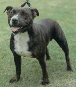 Linksbury Isola Of Olmoday | Staffordshire Bull Terrier 