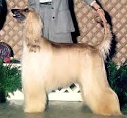 Sharja Second Seduction | Afghan Hound 