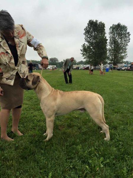 Lothlorien's Keeper of the Hounds | Bullmastiff 