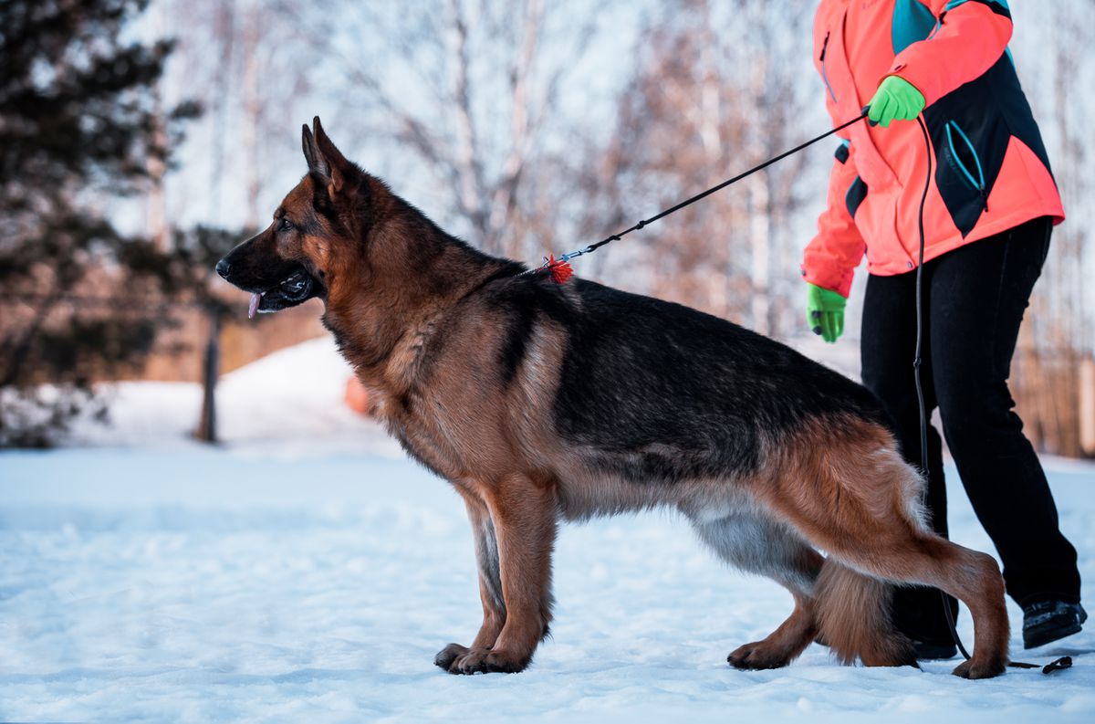 Stern Regen De Mon | German Shepherd Dog 