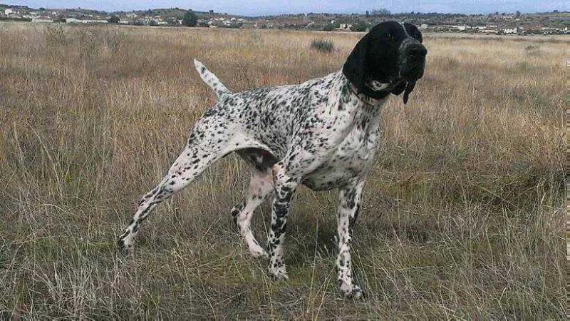 Dexter De Valcreole | German Shorthaired Pointer 