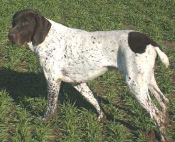 Baron vom Hege-Hof | German Shorthaired Pointer 