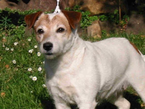 Devons Wood's Ashly | Parson Russell Terrier 