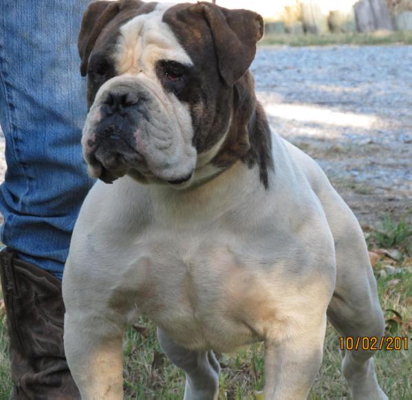 Valorquest's VADER | Olde English Bulldogge 