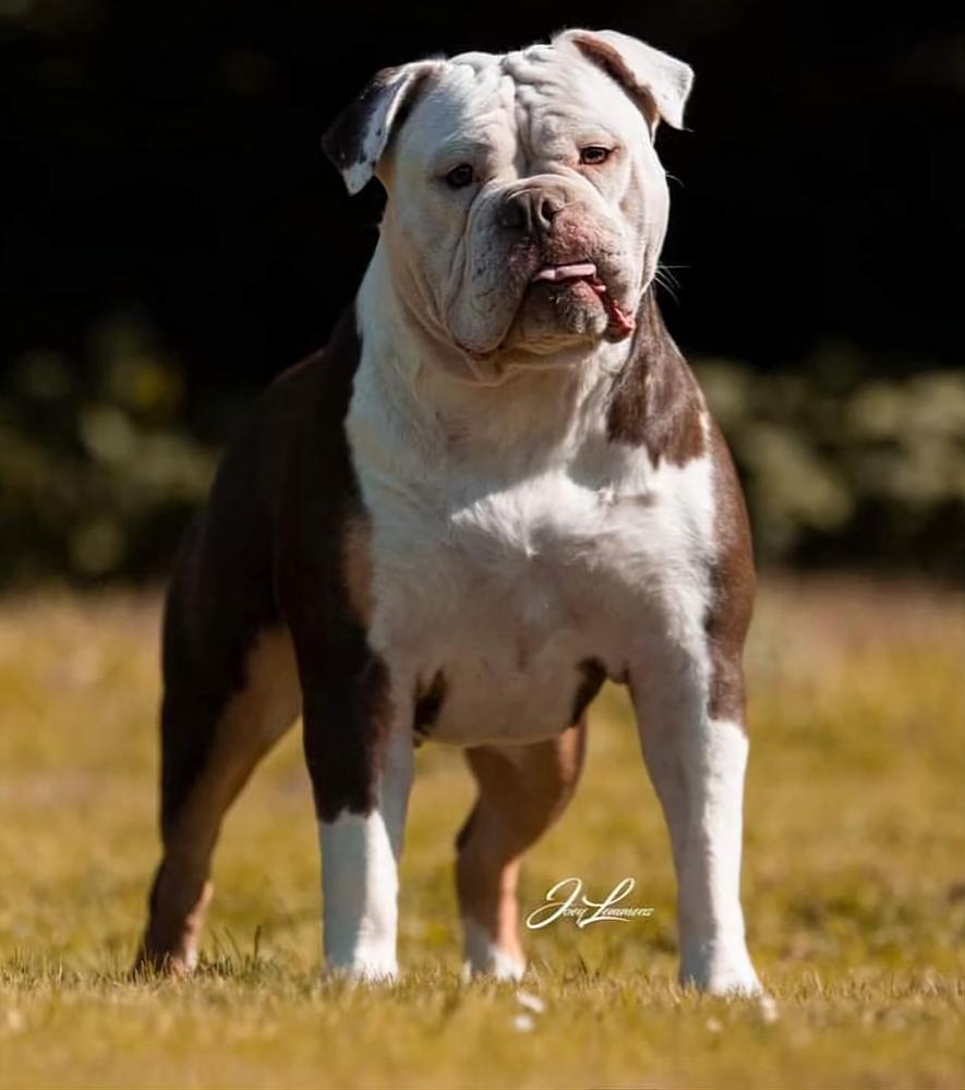 Bulletproof Guinevere | Olde English Bulldogge 