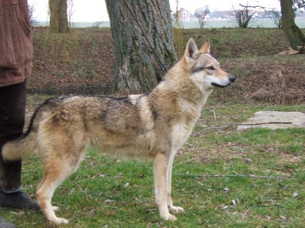 Cyntia , dite Chaddey spot dumbiera | Czechoslovakian Wolfdog 