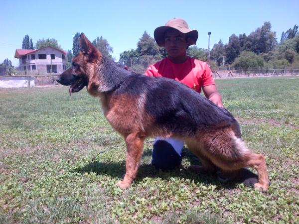 Alice von tuncken hof | German Shepherd Dog 