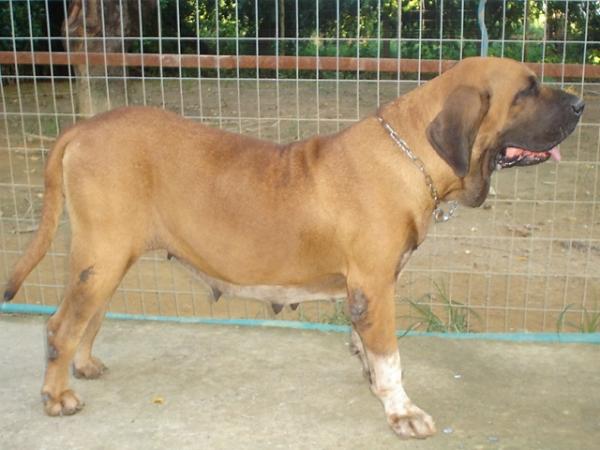 Mulata do Caramona | Fila Brasileiro 