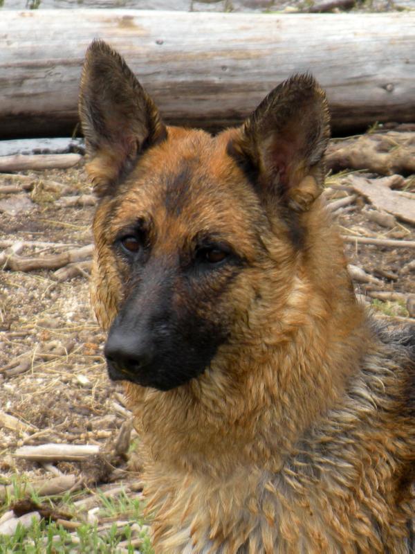 F-Princess Leia vom Theishof | German Shepherd Dog 