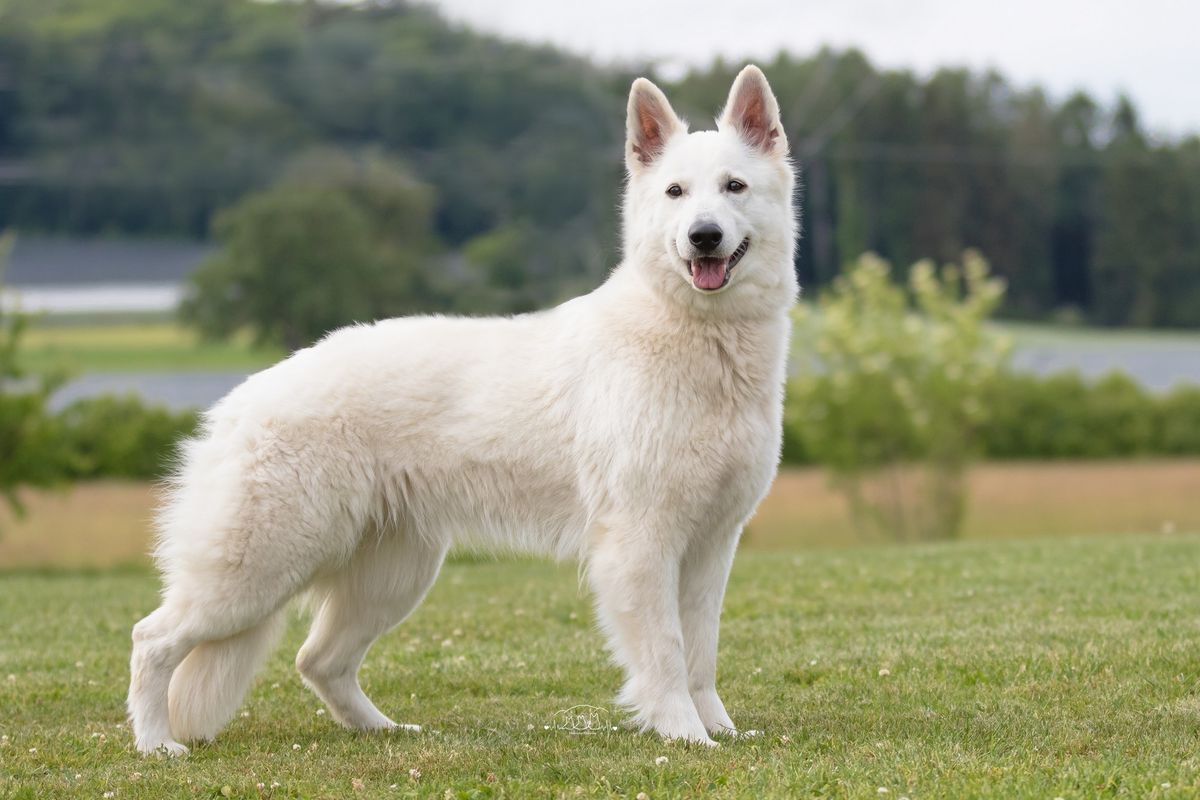 Canthika Chelsea vom Helfensteiner Land | White Swiss Shepherd Dog 