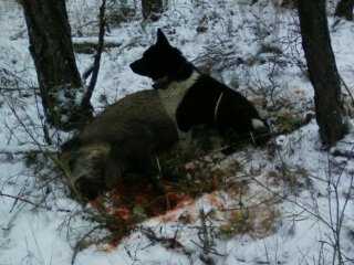 ATOS LOF. 362/78 | Karelian Bear Dog 