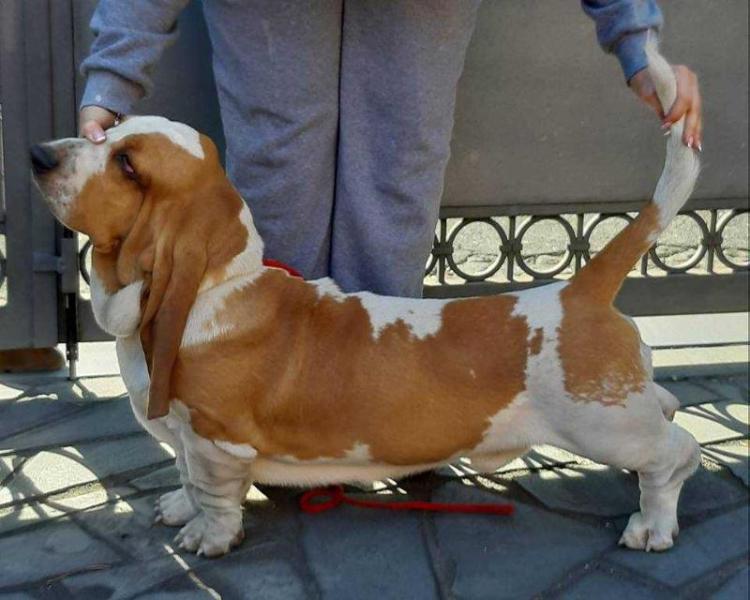 BUFFOBASS VALENTINO | Basset Hound 