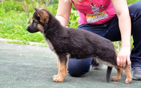 Afil Boni Zerin | German Shepherd Dog 