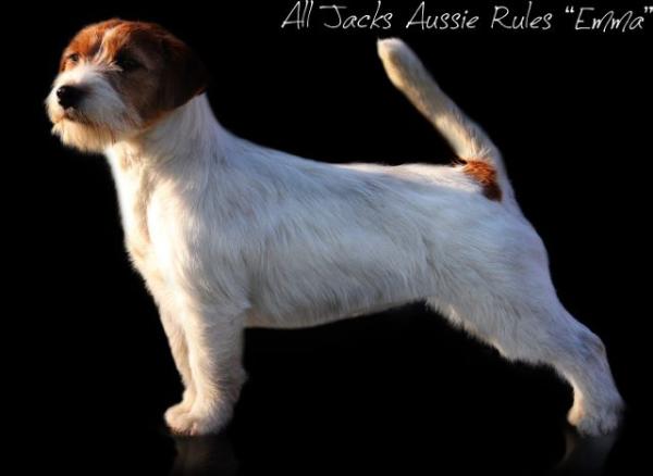 All Jacks Aussie Rules | Jack Russell Terrier 