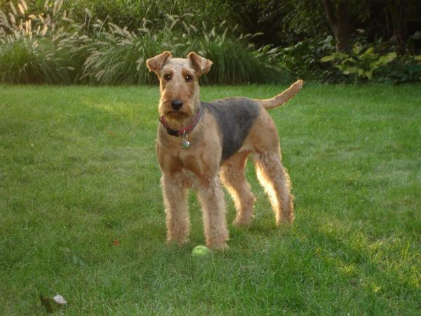 Oldiron Amazing Grace | Airedale Terrier 