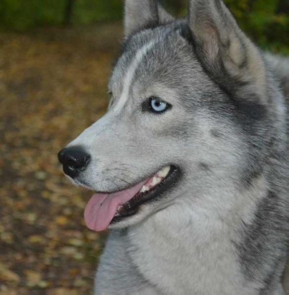 HLOYA | Siberian Husky 