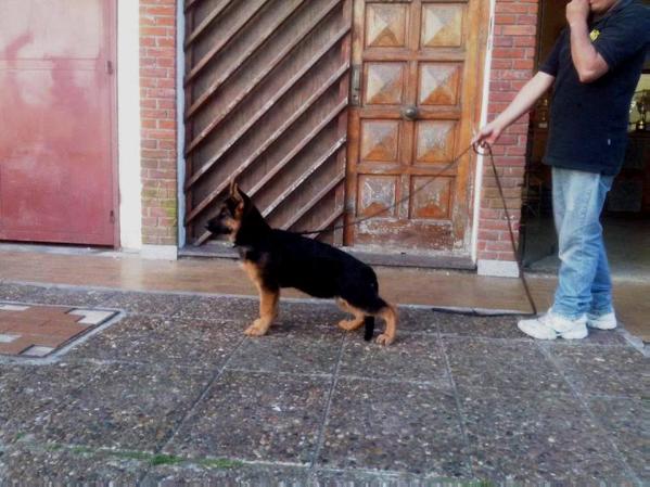 Iara von Stefbelmar | German Shepherd Dog 