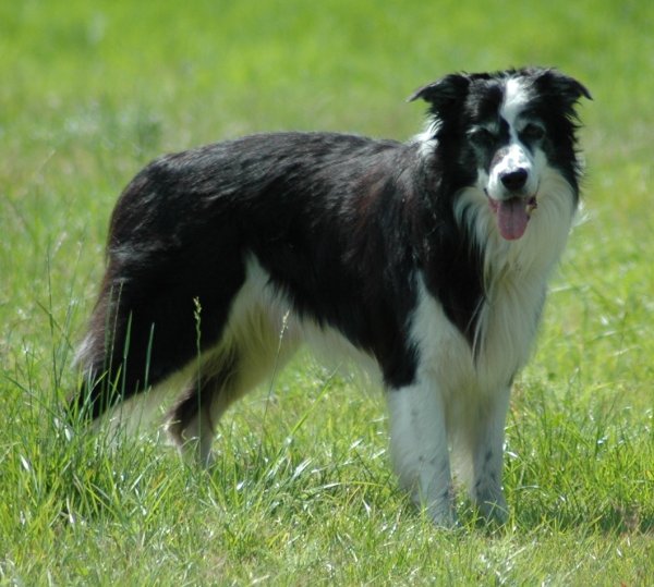 Tip Of Tarnforce | Border Collie 