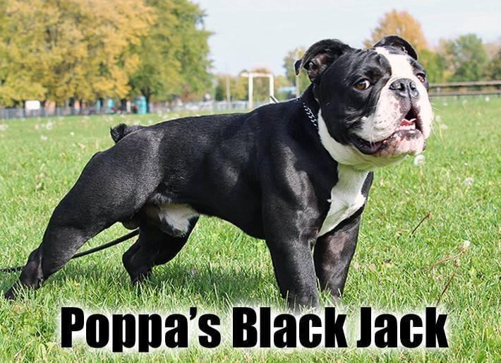 Poppa’s Black Jack | Olde English Bulldogge 