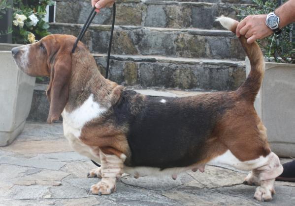 heldig Da Fraga Enmeigada | Basset Hound 