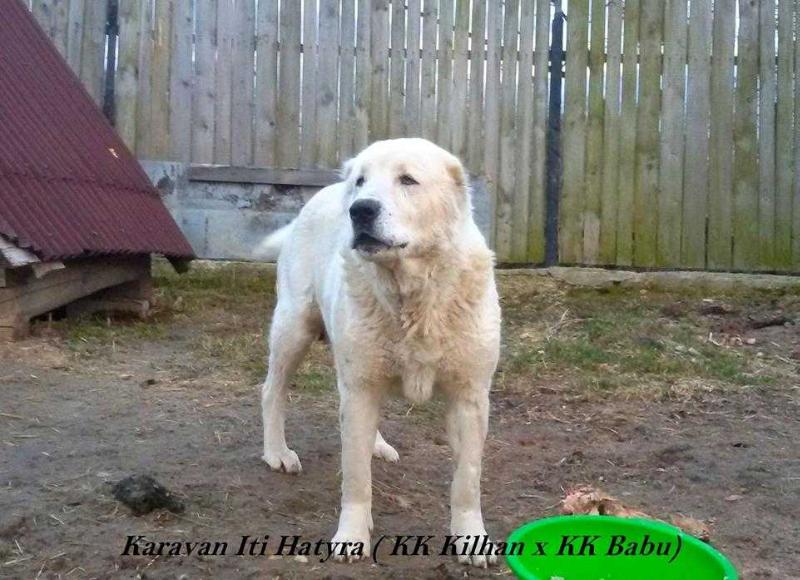 Karavan iti Hatyra | Central Asian Shepherd Dog 