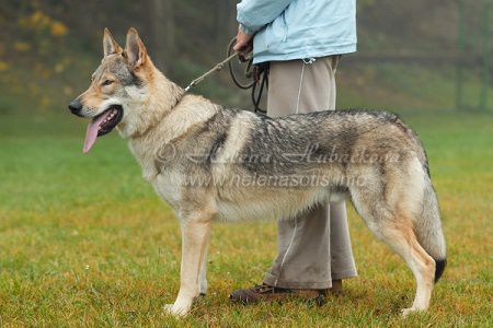 Amani Stríbrný Úplnek | Czechoslovakian Wolfdog 