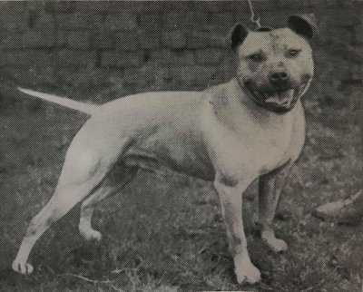 The Bandit | Staffordshire Bull Terrier 